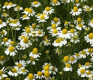 Premier Seeds Direct Chamomile Anthemis Nobilis 6000 Seeds RRP 1.29 CLEARANCE XL 99p