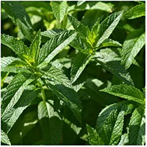 Premier Seeds Direct Mint ''Spearmint'' (Mentha Spicata) 4000 Seeds RRP 1.09 CLEARANCE XL 59p or 2 for 1