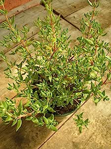 Premier Seeds Direct Thyme ''Common'' Thymus Vulgaris 2gm RRP 2.39 CLEARANCE XL 99p